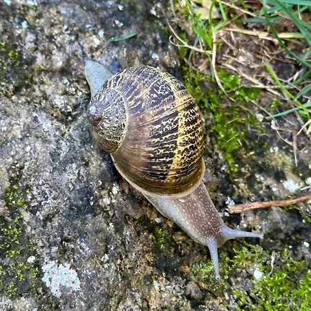 Carballo De Prado 1900 *