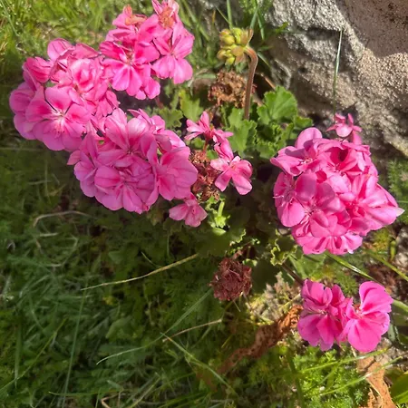 Carballo De Prado 1900 Orman Evi *