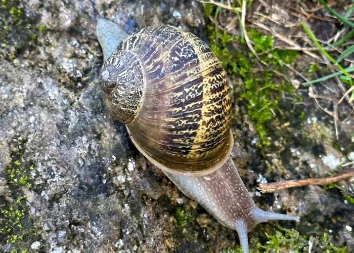 Carballo De Prado 1900 *